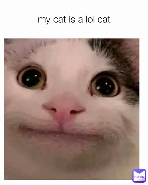 My Cat Is A Lol Cat Josephsmemes Memes