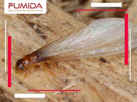 If you see winged termites in your home, find stray wings around the window sills. Termite Control Singapore | Anti Termite Service | FUMIDA