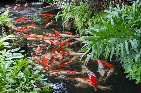 What Is A Koi Pond And How To Build Your Own Best Setup Ideas