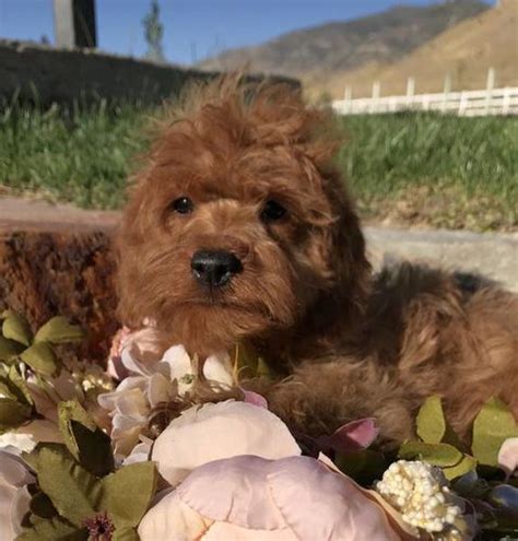 Maybe you would like to learn more about one of these? Tiny toy doodle Goldendoodles Utah | Goldendoodle, Puppies, Golden retriever