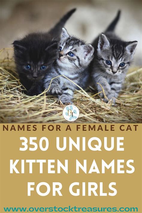 350 Unique Kitten Name Girl Имена котят Клички для кошек Котята