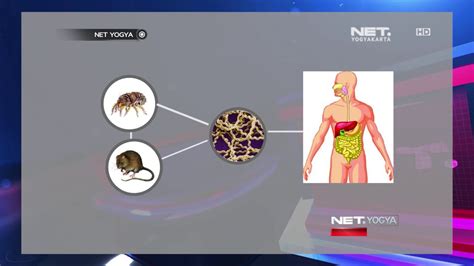Nah, sekarang moms tahu apa itu penyakit kuning dan cara menanggulanginya. NET YOGYA - Apa itu Sebenarnya Penyakit Leptospirosis ...