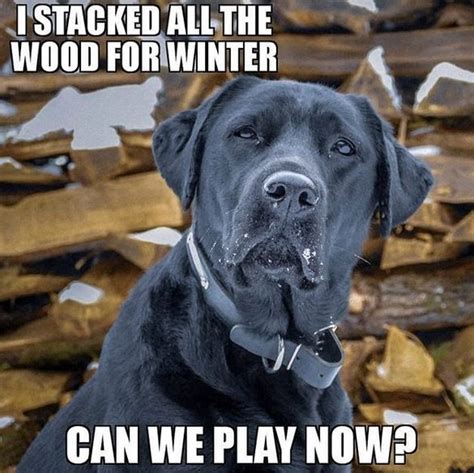 The14 Funniest Labrador Retriever Memes Of The Week Labrador Funny