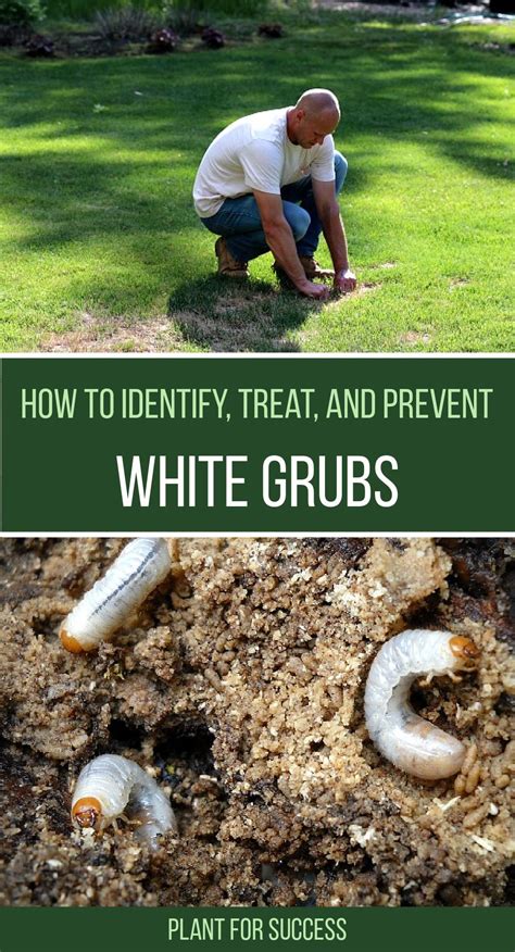 How To Identify Treat And Prevent Grubs Lawn Care Tips Lawn Pests