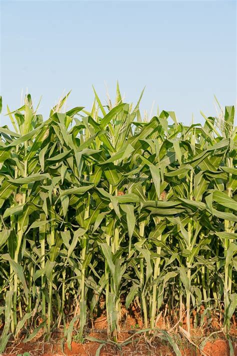 Green Maize Corn Field Plantation Stock Photo Image Of Vegetable