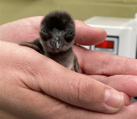 Little Blue Penguin Hatchlings Kick Off Cincinnati Zoos