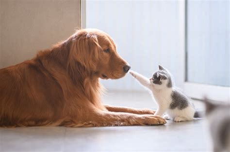 How To Prevent Cats From Attacking Dogs Vipon