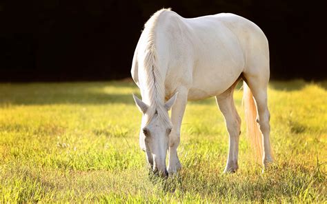 White Horse Desktop Background Hd Desktop Wallpapers 4k Hd