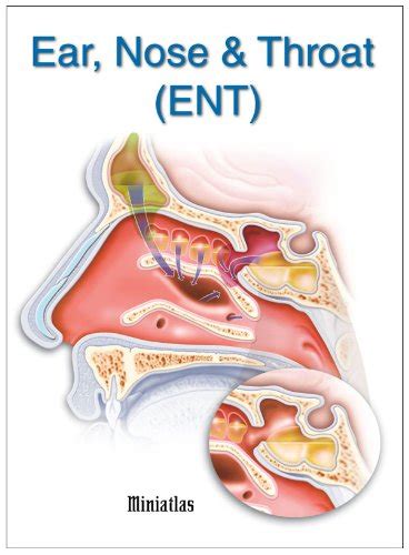 33 Ear Nose And Throat Anatomy Diagram Wiring Diagram Database