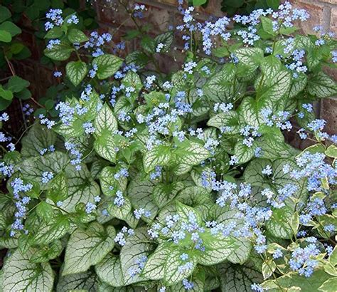 Jack Frost Brunnera Shade Blue Flowers Very Popular One Gallon