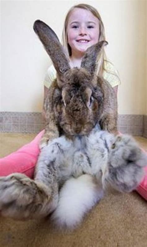 dünyanın en büyük tavşanı darius 25 kilo dünya haberleri