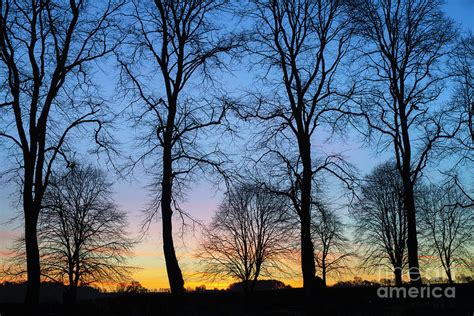 Dawn Trees Photograph By Tim Gainey Fine Art America
