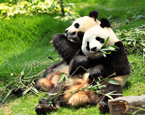 Why Do Pandas Eat Bamboo Pablo Luna Studio