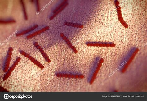 Streptococcus Pneumoniae Pneumococcus Gram Positive Coccus Shaped