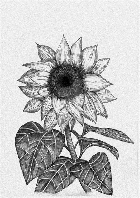 Sunflower Sketch By Stefanogemi On Deviantart