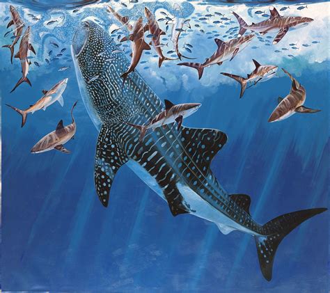 Guy Harvey Art Whale Shark Whale Shark Shark Shark Art