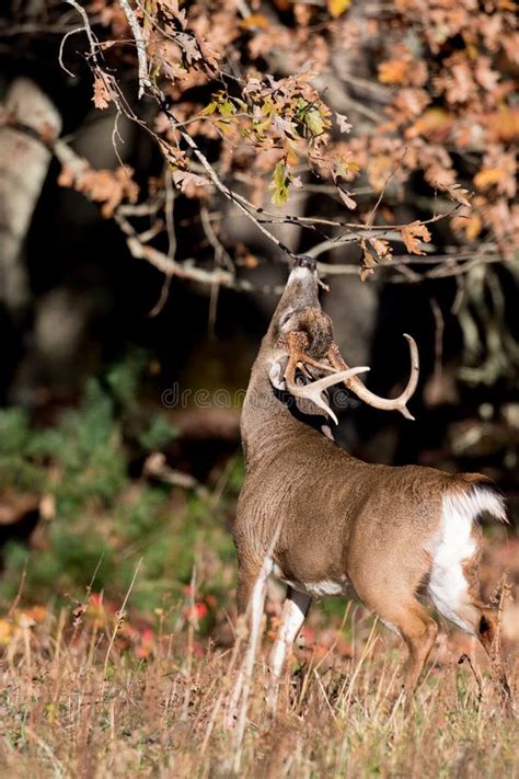 Large White Tailed Deer Buck In Woods Stock Image Image Of