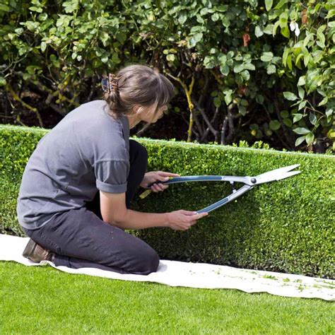 Trimming Hedges Advice Right Timing And Technique