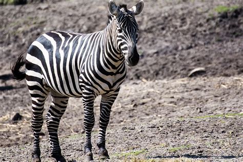 Gambar Fakta Menarik Tentang Hiu Zebra Nama Gambar Binatang Di Rebanas