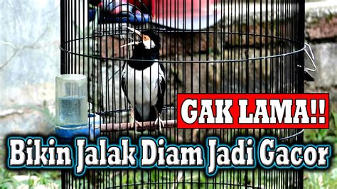 Jalak Suren Gacor Top Untuk Pancingan Pasti Direspon Youtube