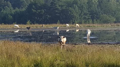 Het leersumse veld is een natuurgebied in het zuidoosten van de nederlandse provincie utrecht. Geen paniek! Schaatsen op droge Leersumse Veld gaat vast ...