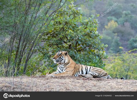 Wild Male Bengal Tiger Fateh T42 Resting Green Background Evening Stock