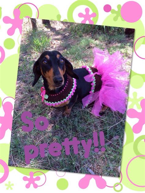 Beautiful Miss Mia Modelling Buttercup Dog Collars Dachshunds Doxie