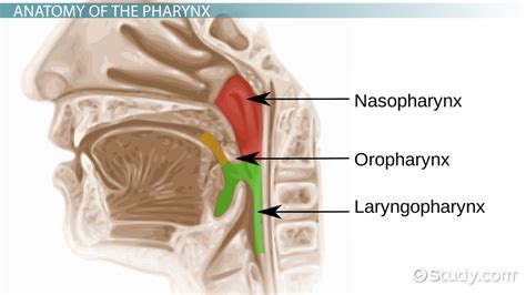 Pharynx Anatomy And Definition Video And Lesson Transcript