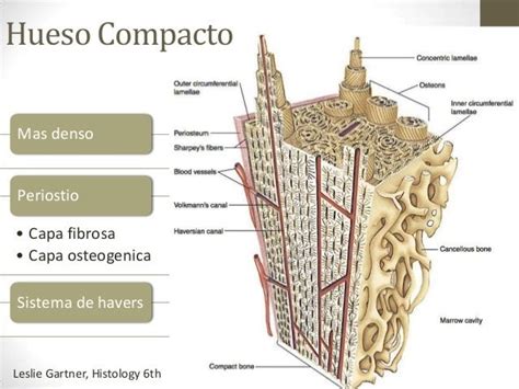 AnatomÍa Hueso Compacto