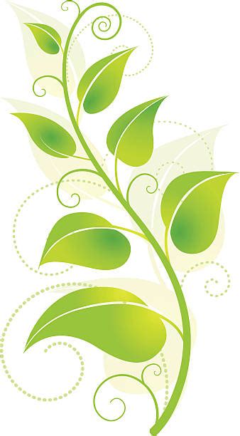 Vine Plant Clip Art Vector Images And Illustrations Istock