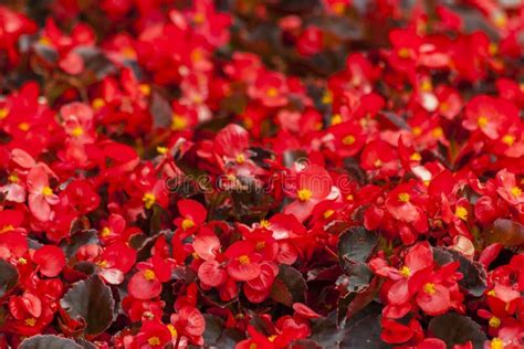 Red Begonias On A Flower Bed Stock Photo Image Of Semperflorens