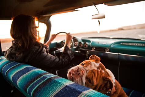 Taking A Dog Or Puppy On A Road Trip