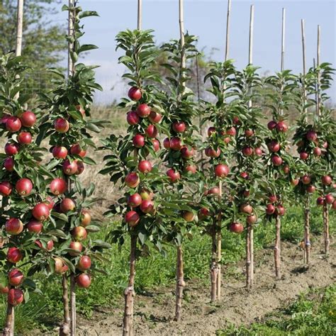 How To Choose And Grow Columnar Fruit Trees Gardeningtheme Com