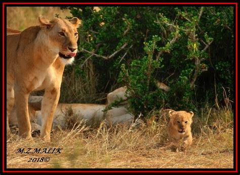 Young Female Lioness Panthera Leo With A Tiny Cubmasai Mara