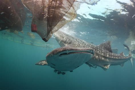 Whale Shark Close Up Underwater Portrait Stock Photo Image Of Diving