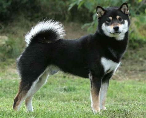 Resultat Dimatges De Shikoku Inu Dogs And Puppies Dogs Puppies