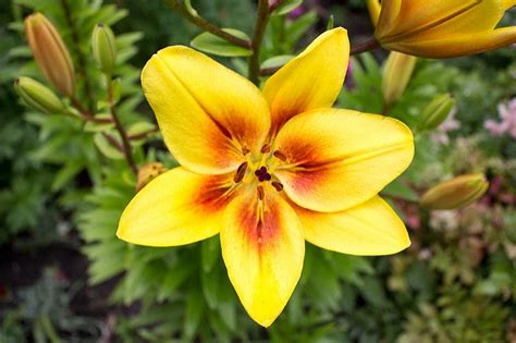 Maybe you would like to learn more about one of these? Girl's Favorite Flowers | Flowers For Girlfriend