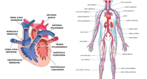 Sistema Circulatorio Aprende Sobre Los Principales Sistemas Del Cuerpo