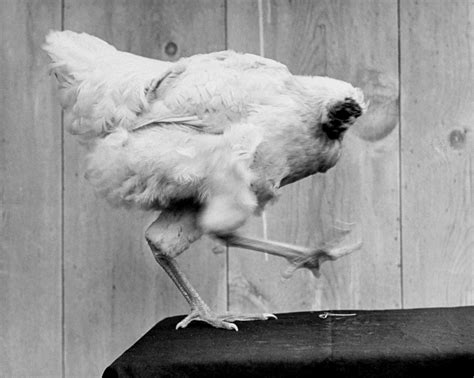 Mike The Headless Chicken A Rooster Loses His Head And Lives