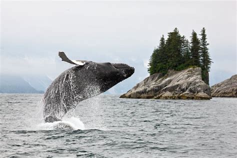 Alaska Wildlife Best Places To See Animals And Whale Watching