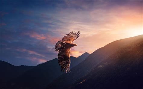 Download Wallpapers Hawk Bird Of Prey Evening Sunset Flying Eagle