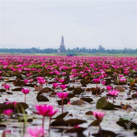Red Lotus Lake Kumphawapi Thailand Amusing Planet