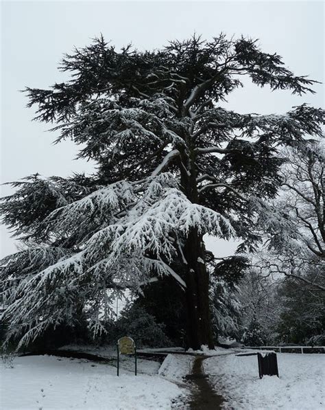 Snow Covered Cedar Of Lebanon Cedrus © Rob Farrow Cc By Sa20