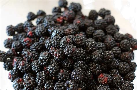 Blackberry is an amazing ingredient with a number of health benefits. Blackberry Cobbler #2 | Recipe | Blackberry cobbler ...