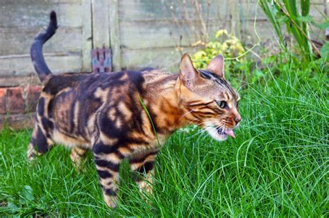 They cost more than domesticated cats because they are a rarer breed. How long do Bengal cats life for? Bengal cat life ...