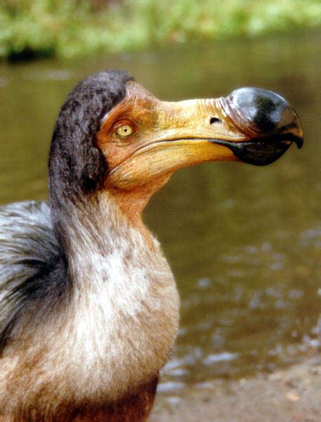 Cryptomundo What Did A Dodo Look Like