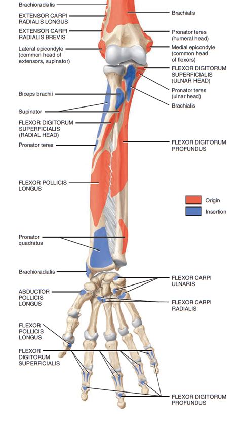 muscles of forearm origin and insertion Google 검색 Upper Limb Anatomy