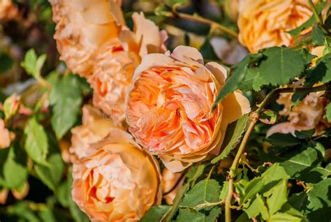 Beautiful Blooming Yellow Shrub Roses Busheson Summer Stock Photo
