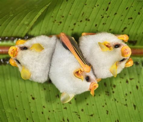 John Crawley On Instagram Honduran White Bats Also Know As Caribbean