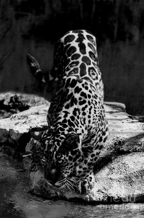 Spotted Jaguar Drinking Photograph By Lynn Palmer Fine Art America